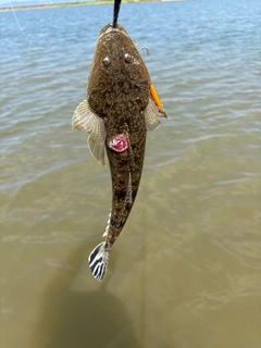 マゴチの釣果