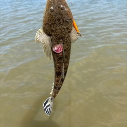 マゴチ