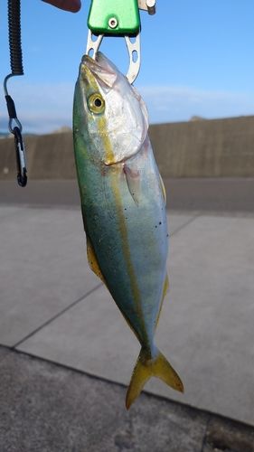 ツバスの釣果