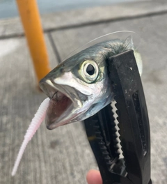 マサバの釣果