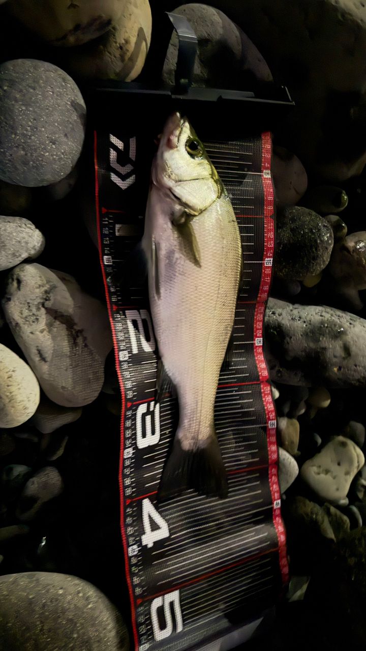 フッコ（ヒラスズキ）