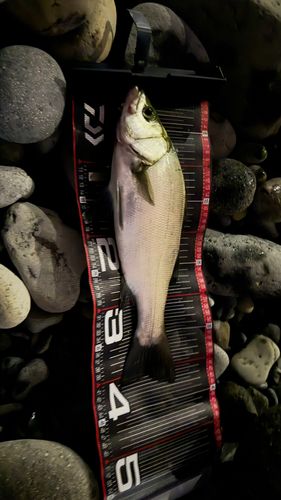フッコ（ヒラスズキ）の釣果