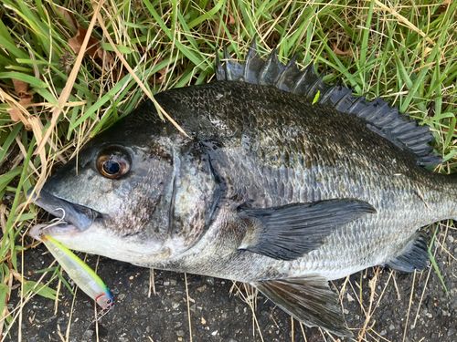 チヌの釣果