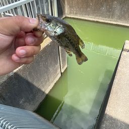 ブラックバス