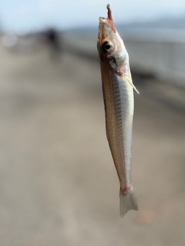 シロギスの釣果