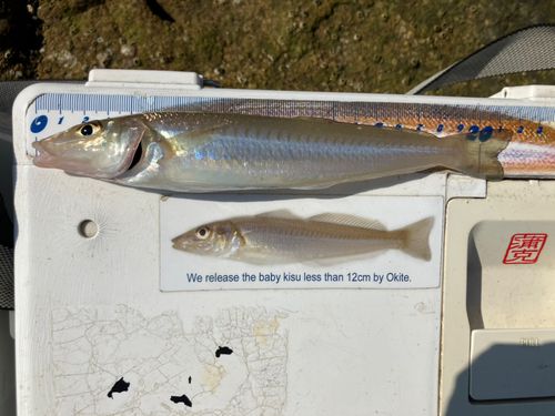 キスの釣果