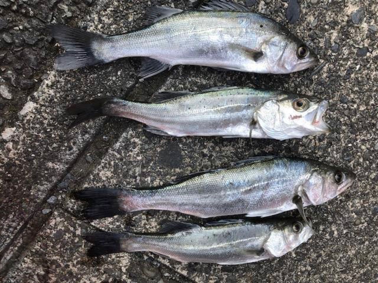 セイゴ（マルスズキ）