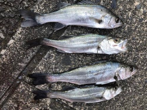 セイゴ（マルスズキ）の釣果