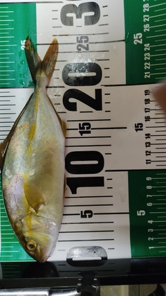 ショゴの釣果
