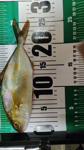 ショゴの釣果