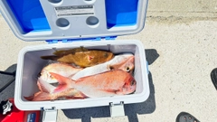 マダイの釣果