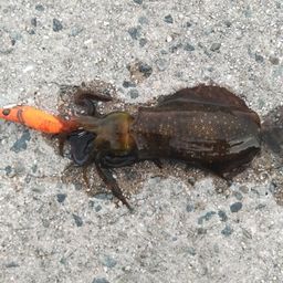 アオリイカ