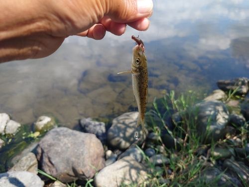 ニゴイの釣果
