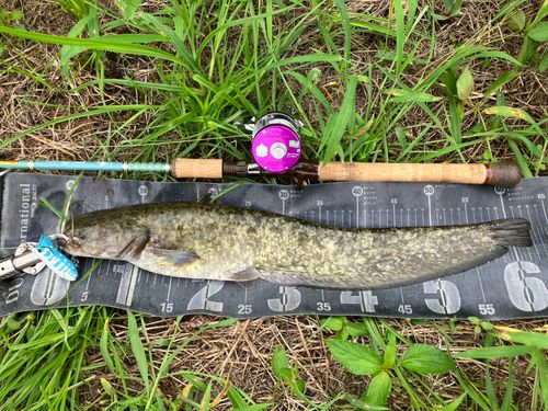 ナマズの釣果