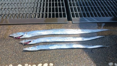 タチウオの釣果