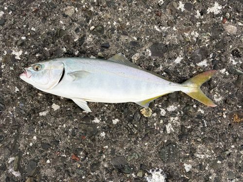 フクラギの釣果