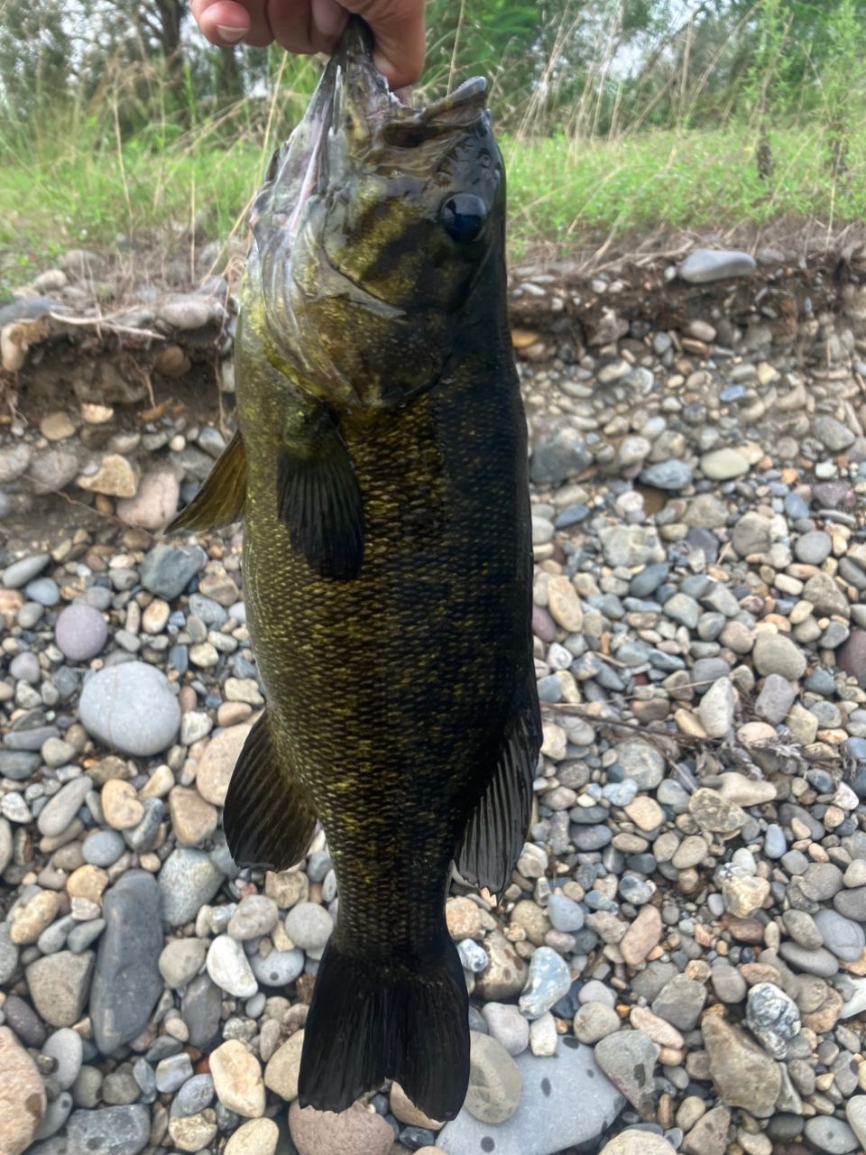 スモールマウスバス