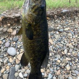 スモールマウスバス