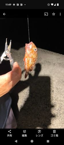 カサゴの釣果