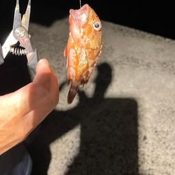 カサゴ