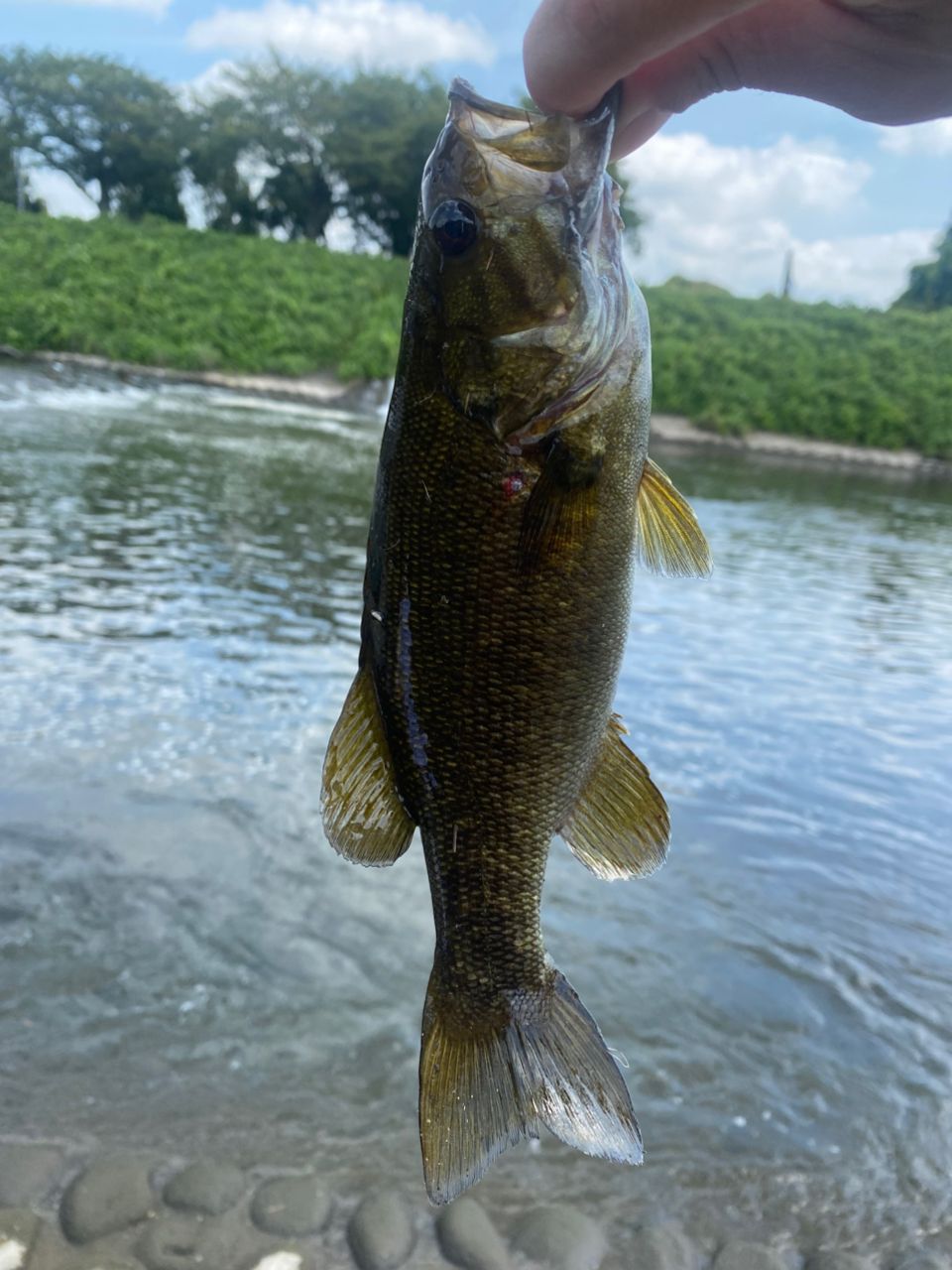 MajorCraft 新ファインテール エリア FAX-S5102Lの最安値・インプレ