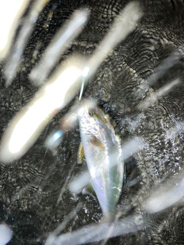 ショゴの釣果