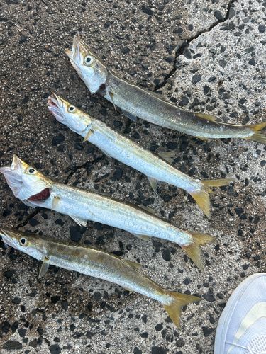カマスの釣果