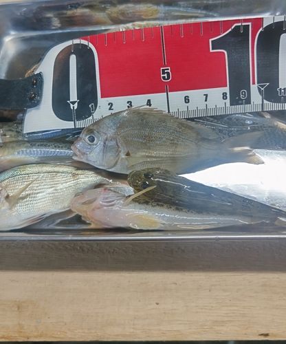 チャリコの釣果