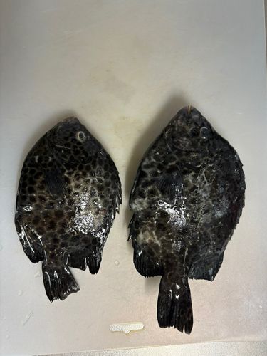 イシガキダイの釣果