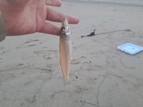 キスの釣果