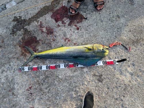 シイラの釣果