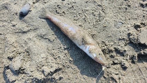 シロギスの釣果