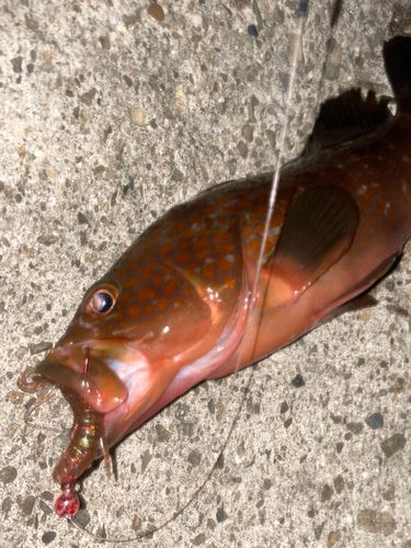 キジハタの釣果