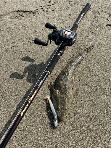 マゴチの釣果