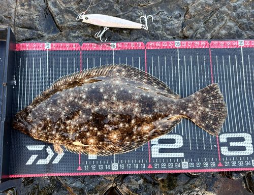 ヒラメの釣果