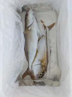 シオの釣果