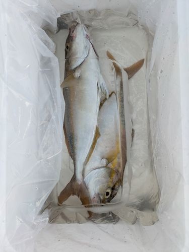 シオの釣果