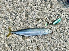 クサヤモロの釣果
