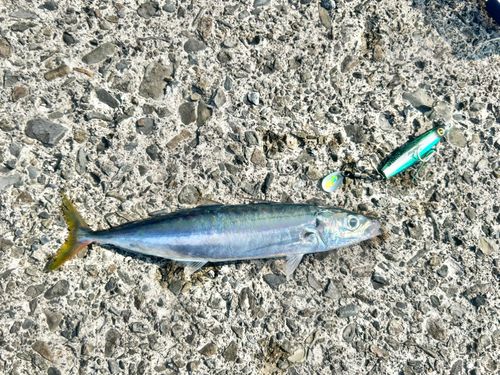 クサヤモロの釣果