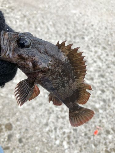 ソイの釣果