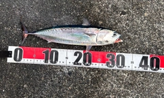 ソウダガツオの釣果