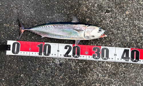 ソウダガツオの釣果