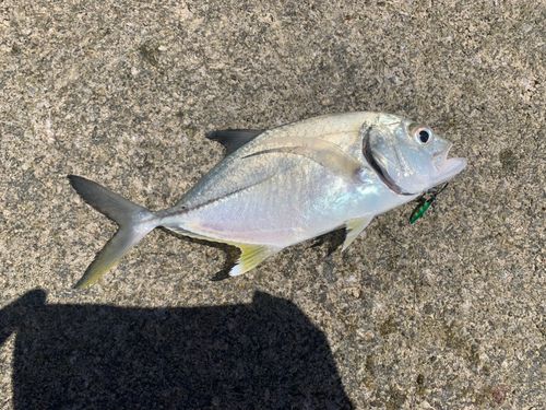 オニヒラアジの釣果