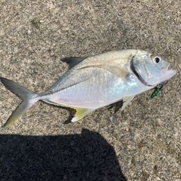 オニヒラアジ