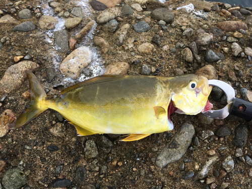 イサキの釣果