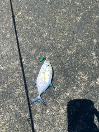カスミアジの釣果