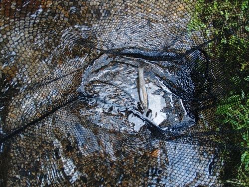 タカハヤの釣果