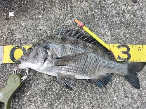 チヌの釣果