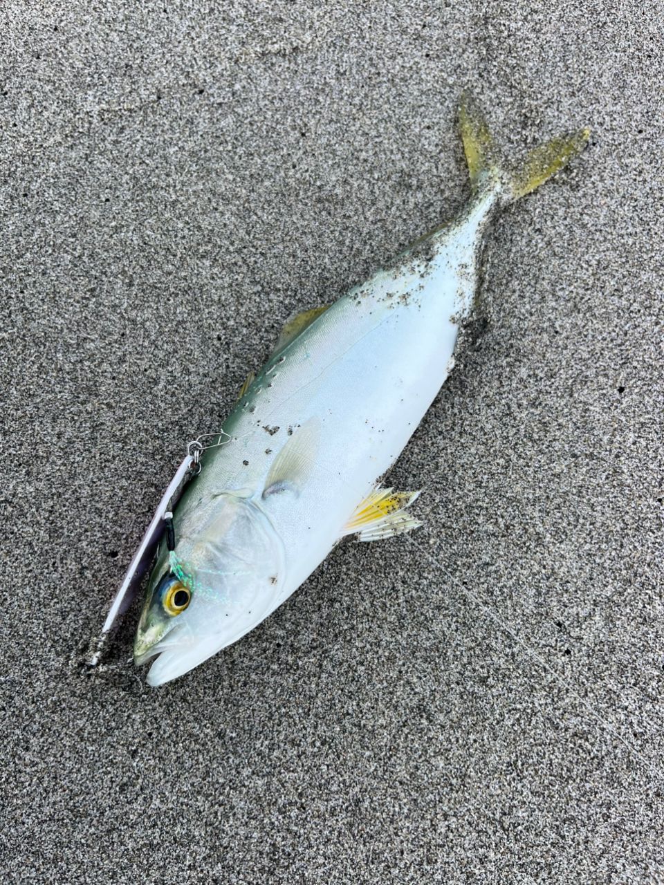 メガバス　空海　CK-108MHS CK-108MHS | Megabass-メガバス