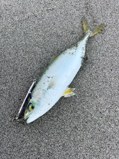 ワカシの釣果